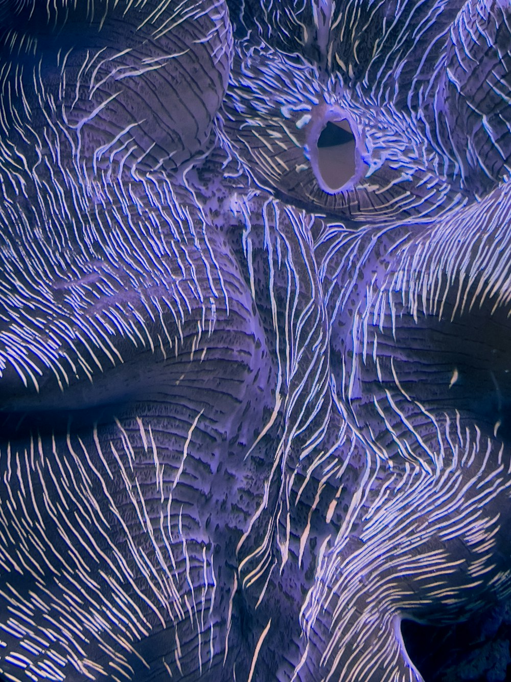 a close up of a peacock