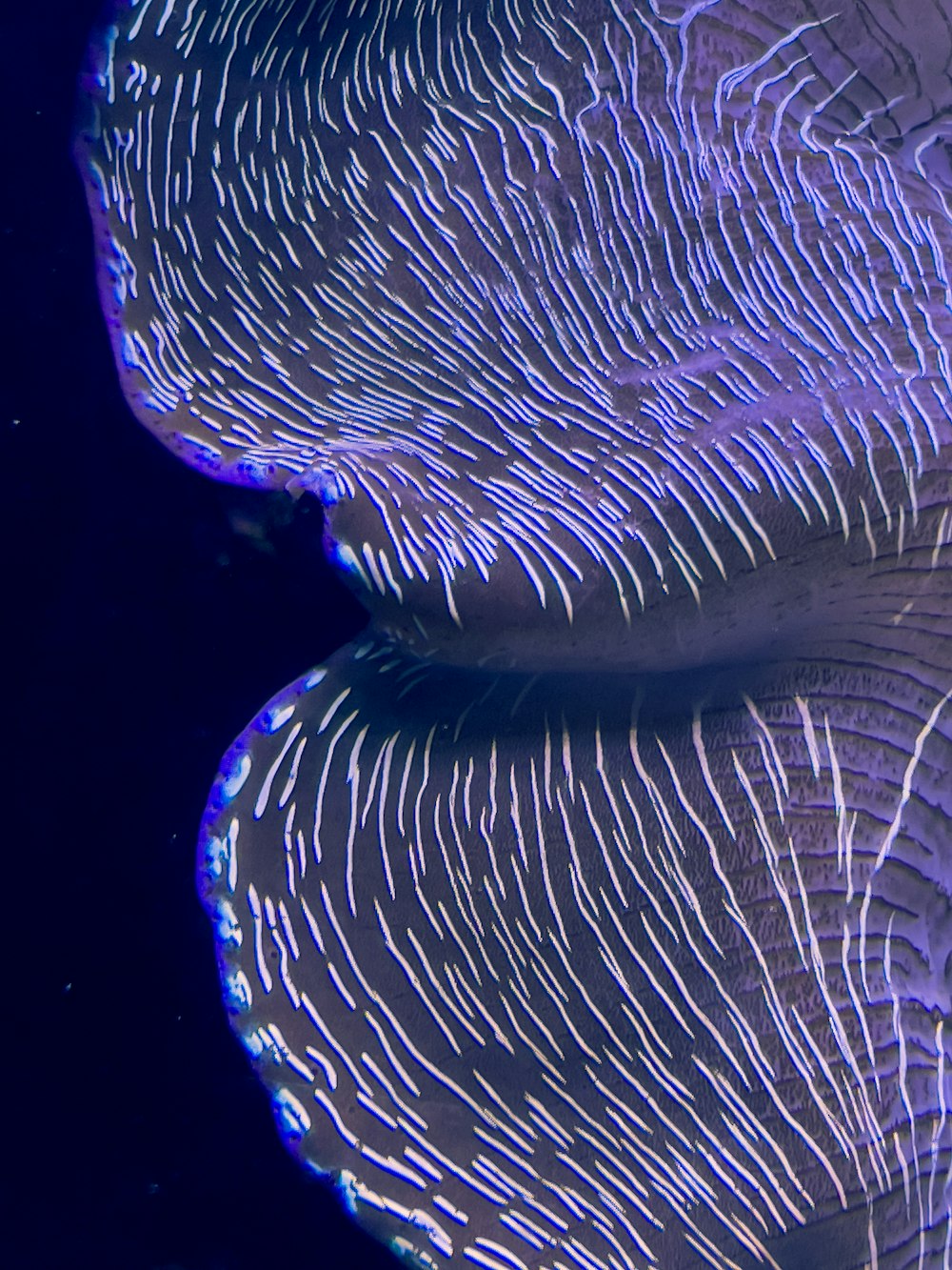 a close-up of a jellyfish