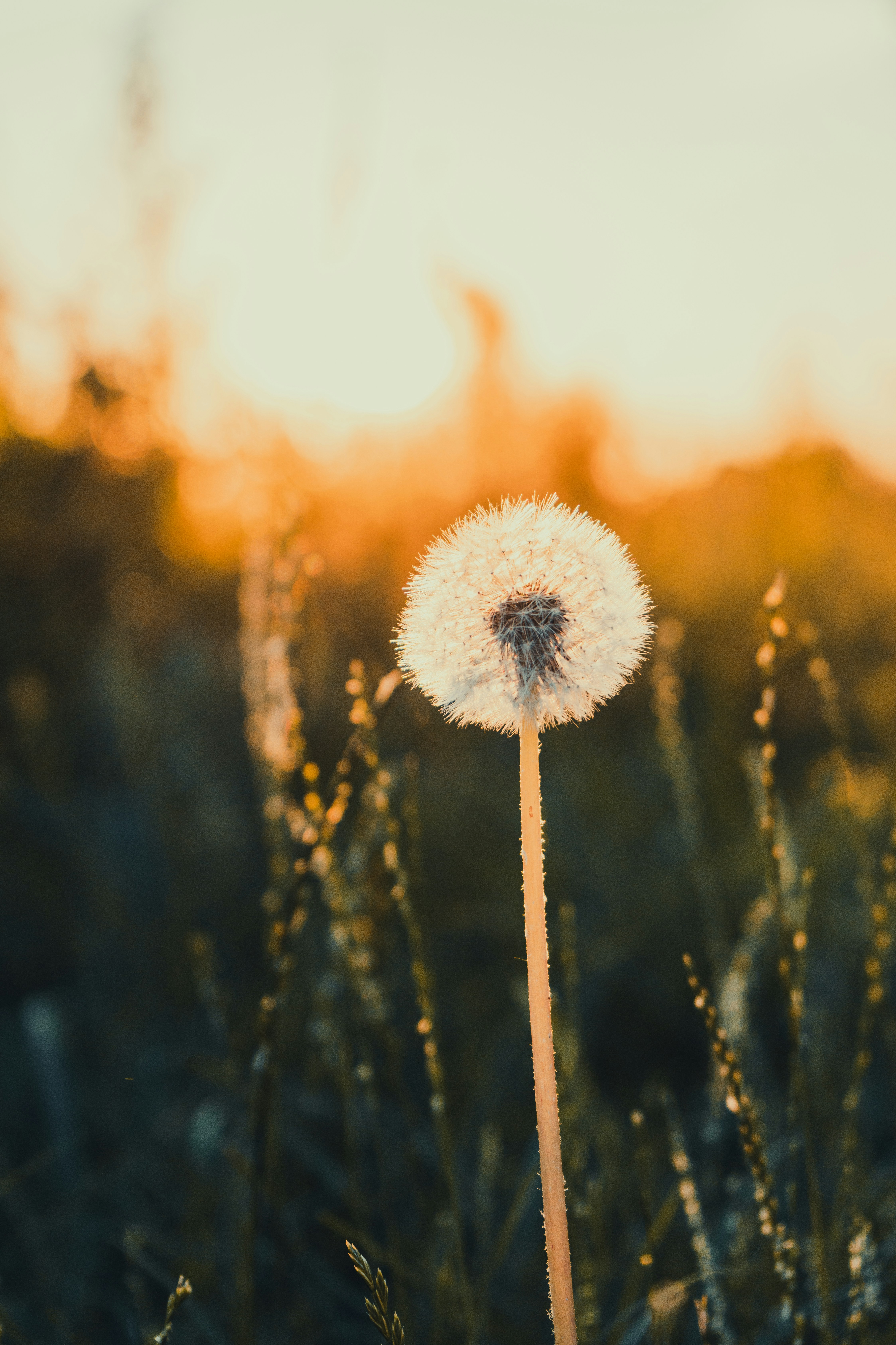 Photo by samoyedness