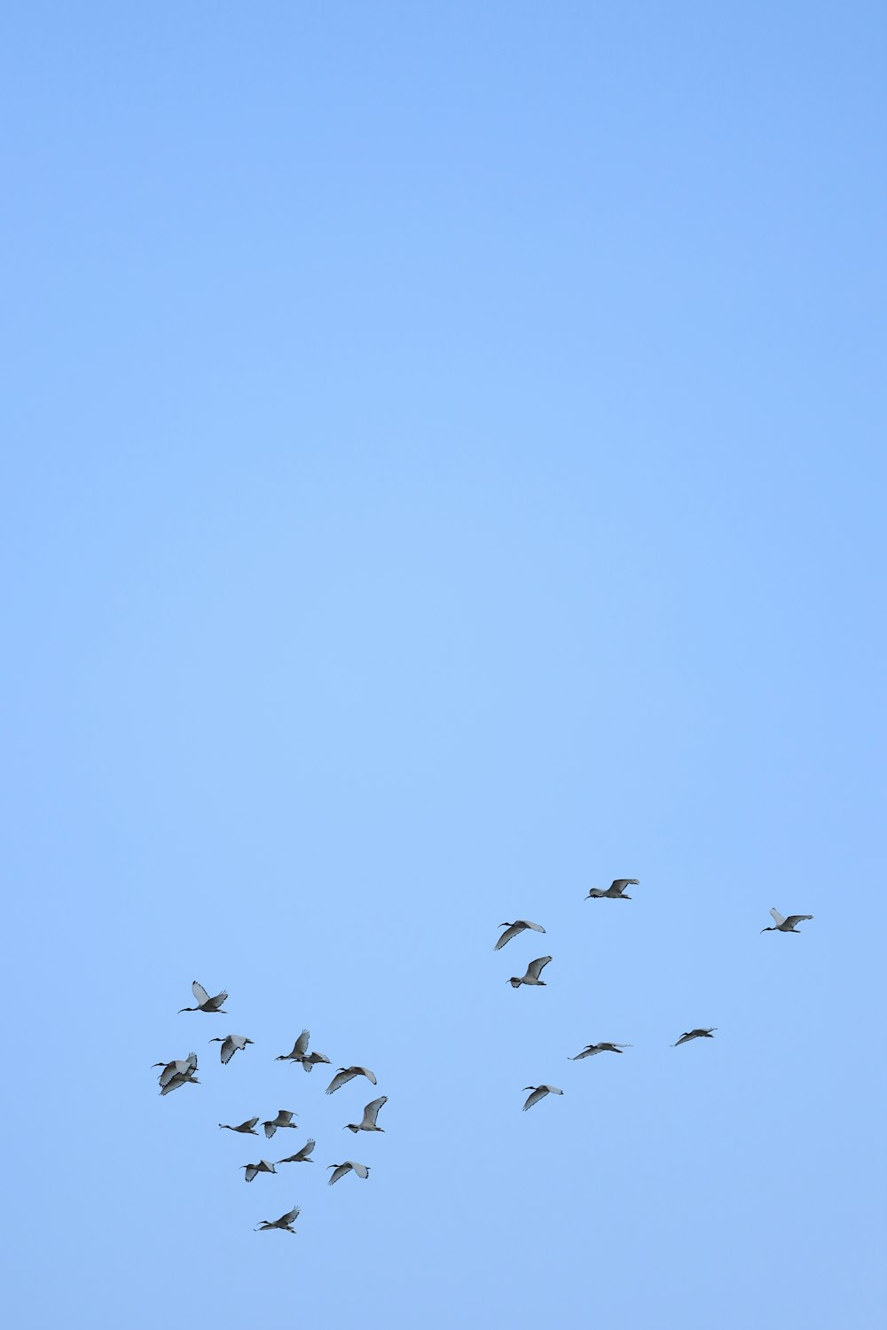 a flock of birds flying in the sky