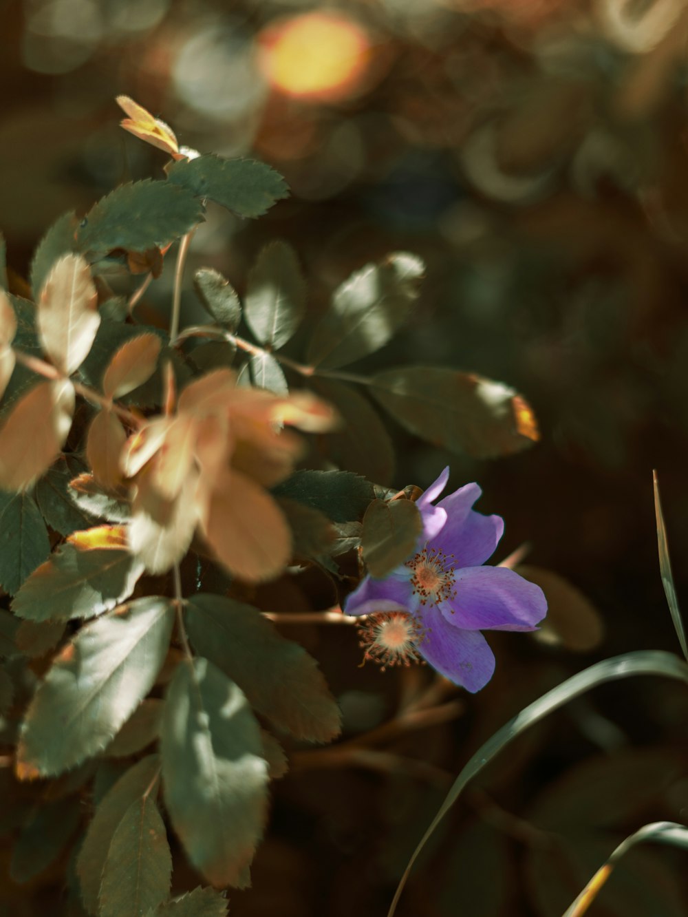 a close up of a flower