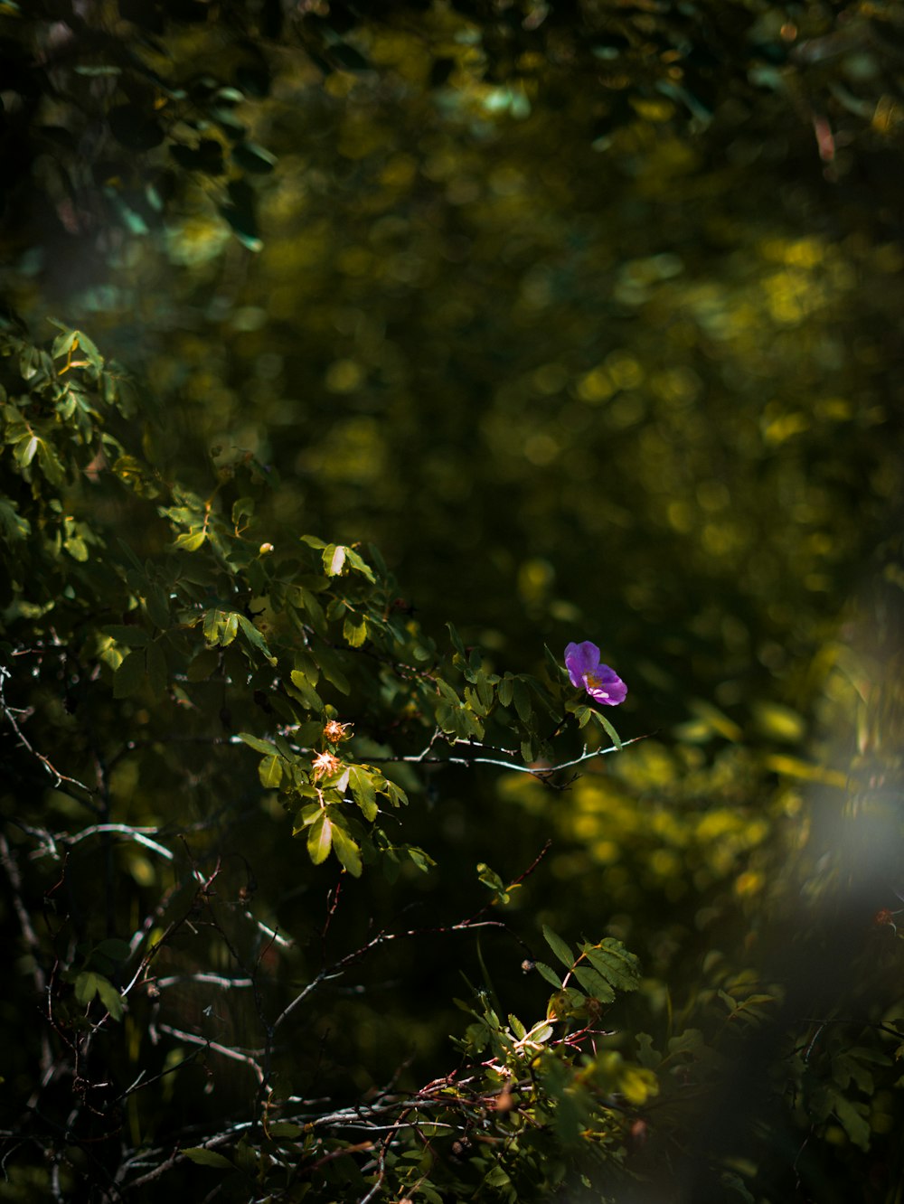 a purple flower on a tree