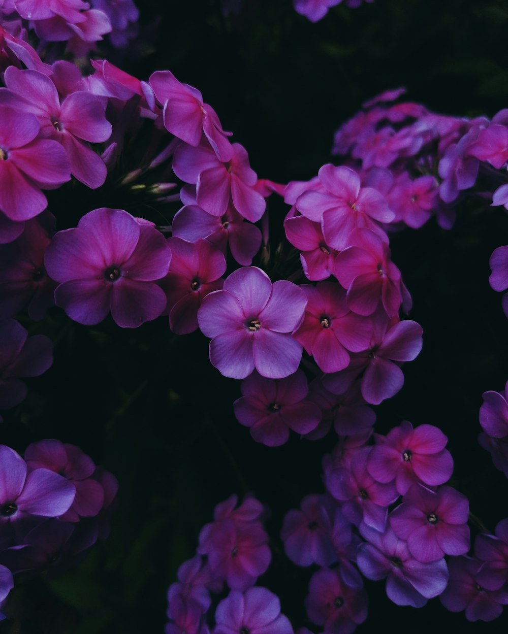 a close up of pink flowers