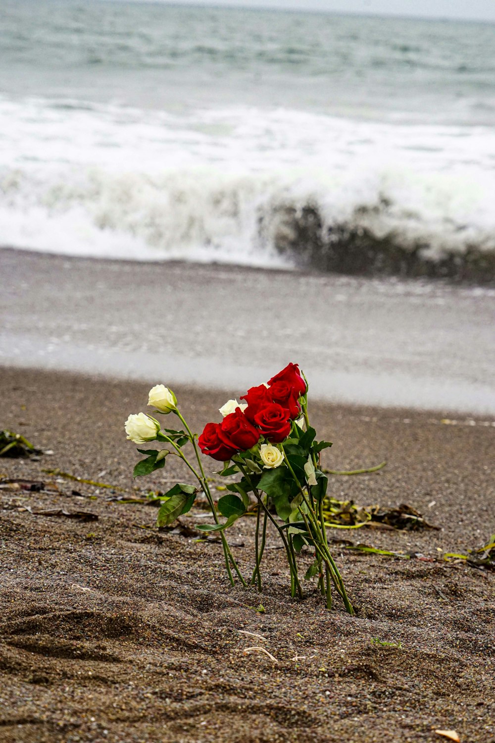 a group of flowers on a beach