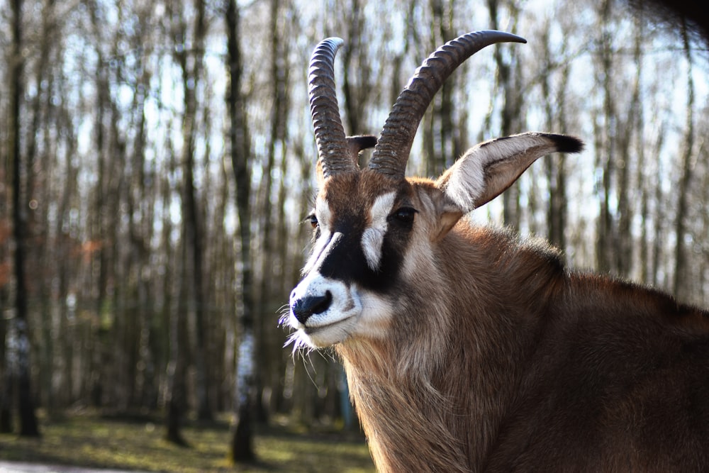 a brown and white animal with horns