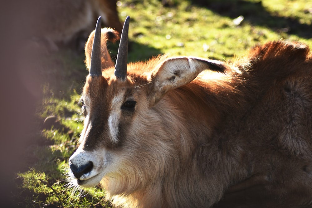 a brown and white animal