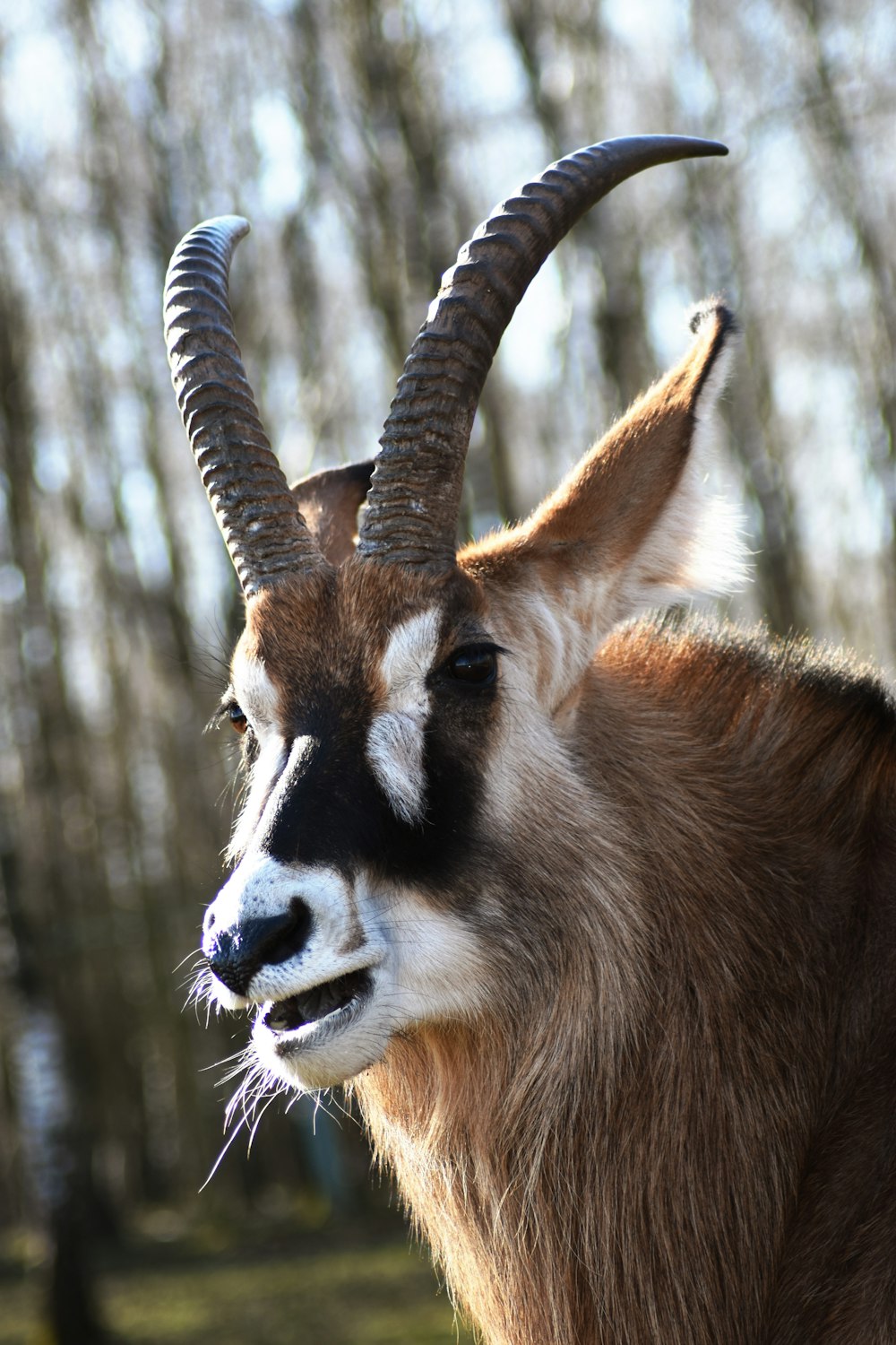 a brown and white goat