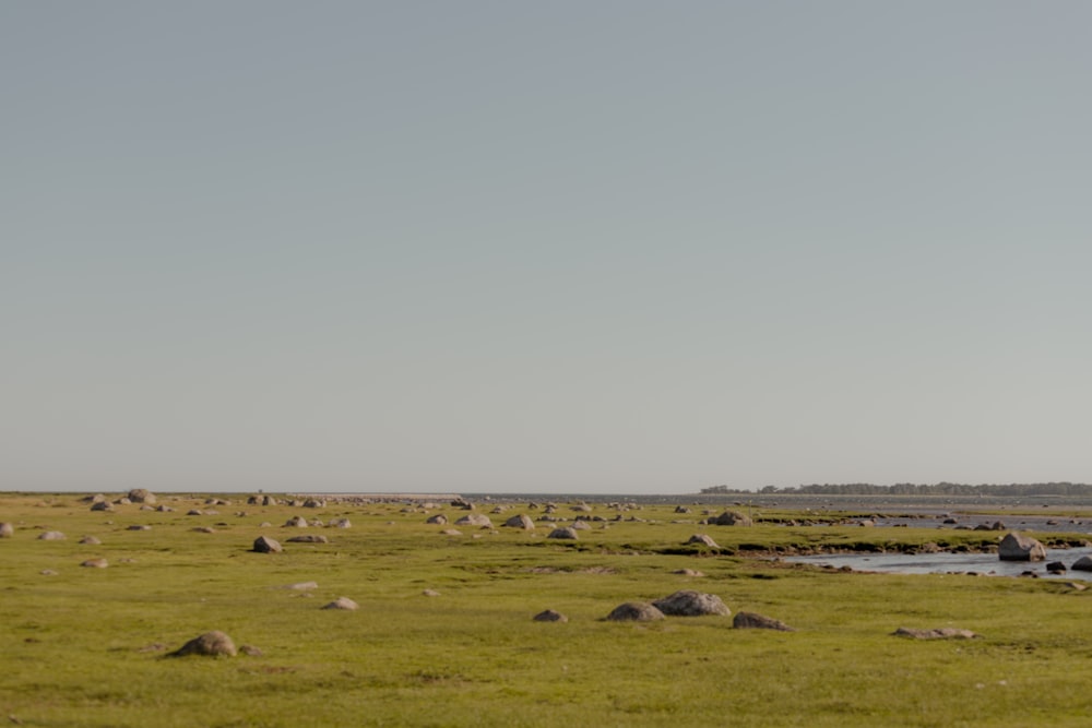 a field with rocks and grass