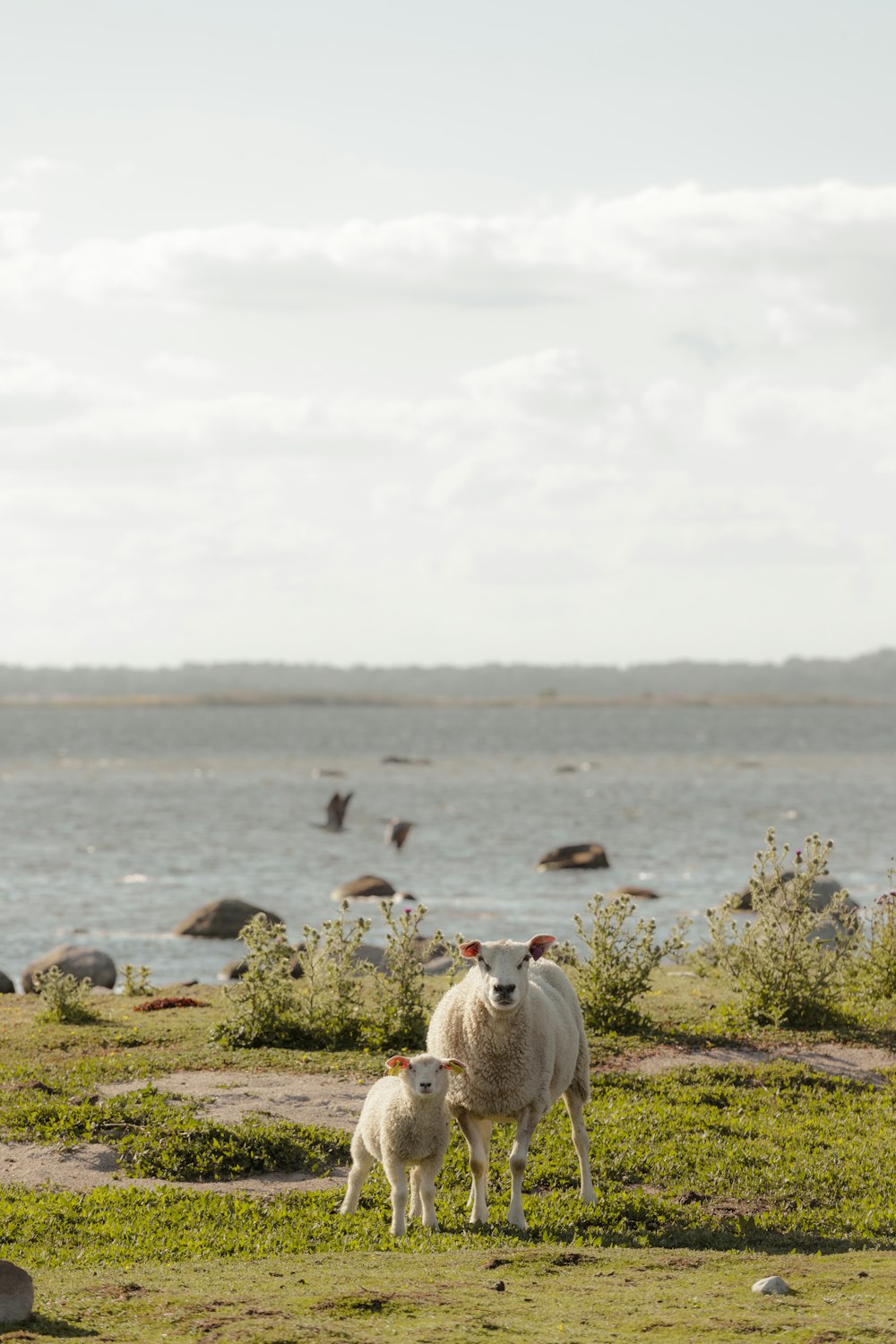 a couple of sheep stand near a body of water