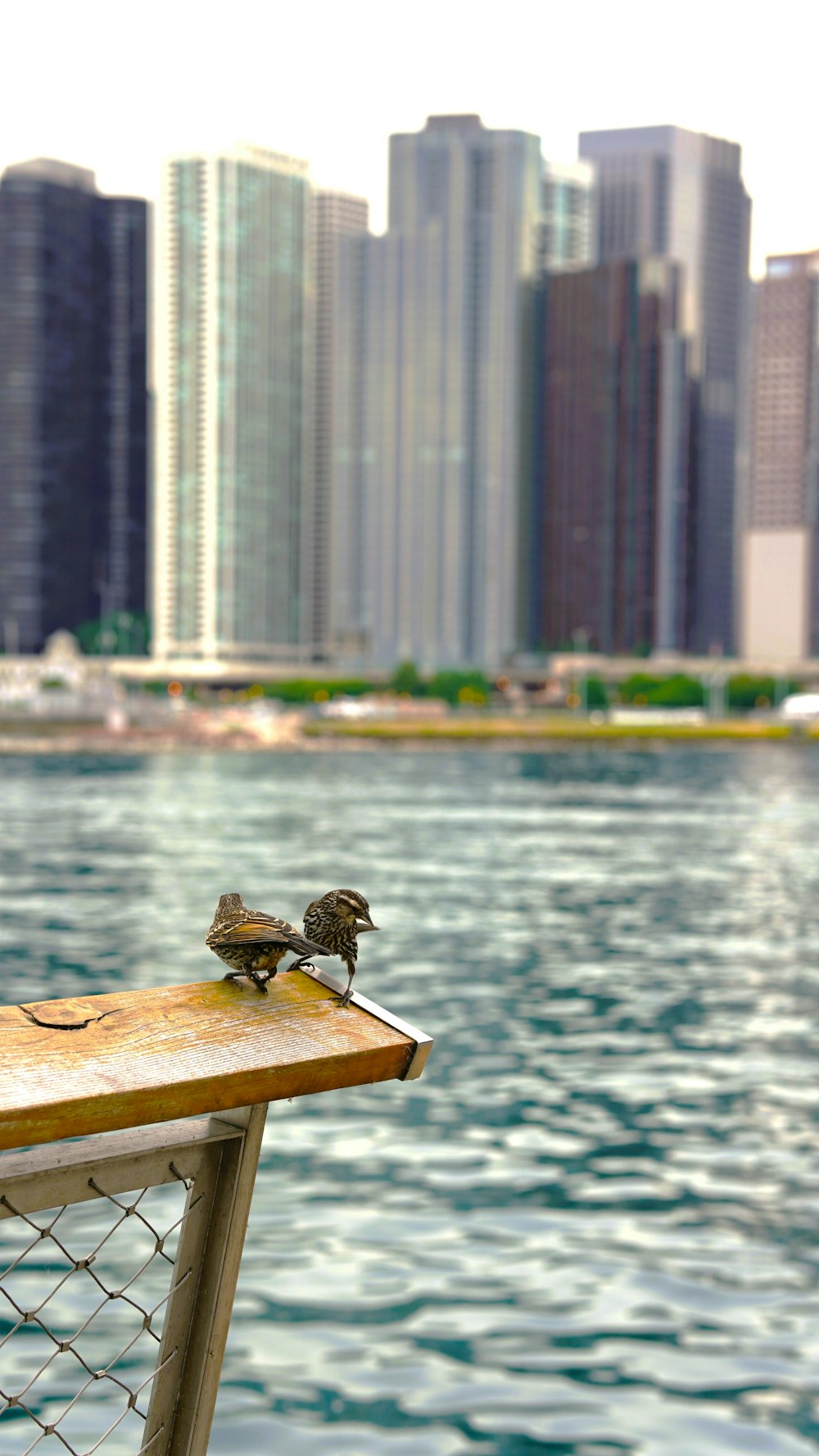 birds on a bench