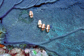 An underwater scene featuring a large purple sea fan coral with intricate, delicate patterns. Small, uniquely patterned mollusks or sea slugs are situated on the coral. The background displays a variety of turquoise and blue hues, indicating clear water.