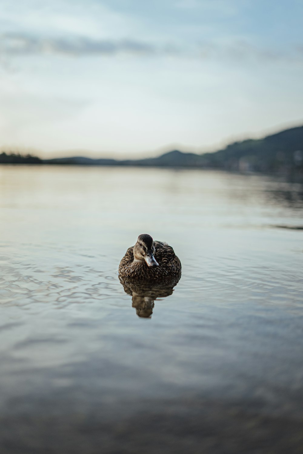 a duck in the water