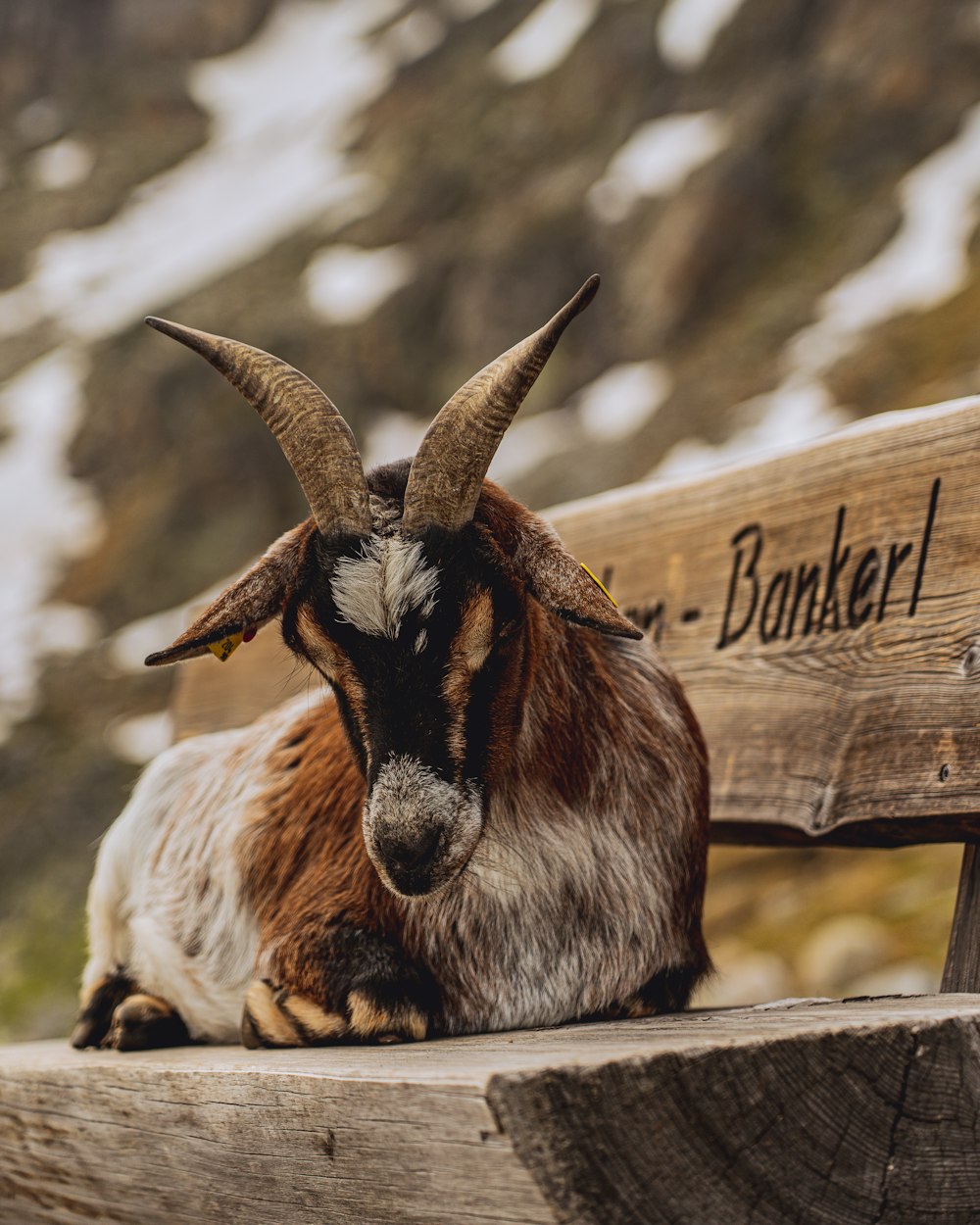 a goat lying on a wooden fence