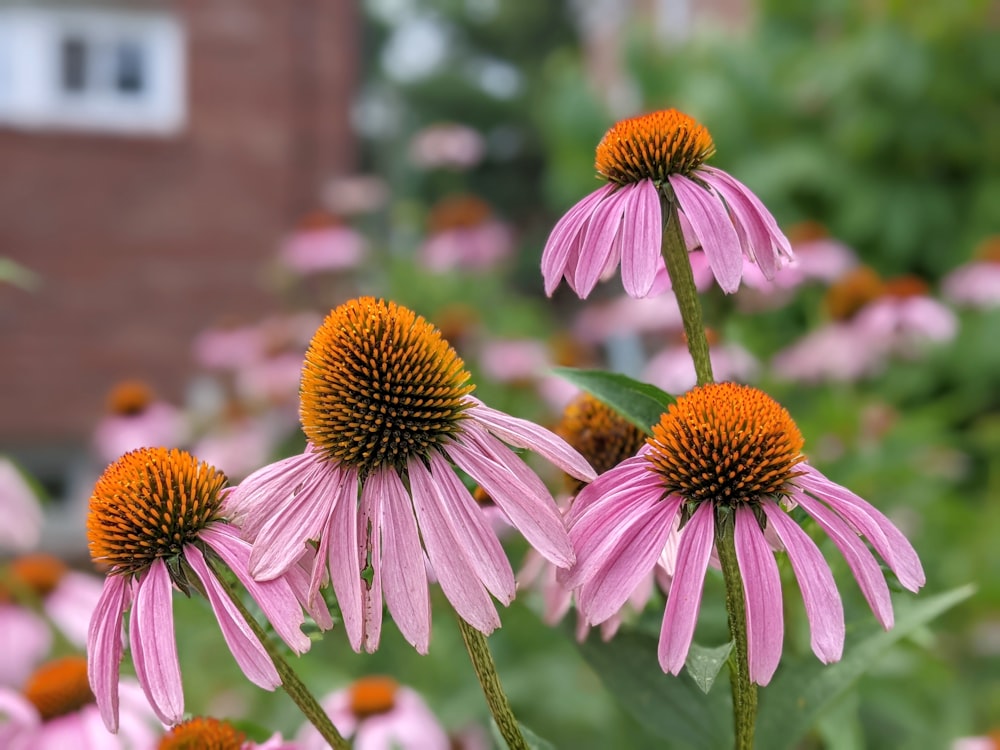 a group of flowers