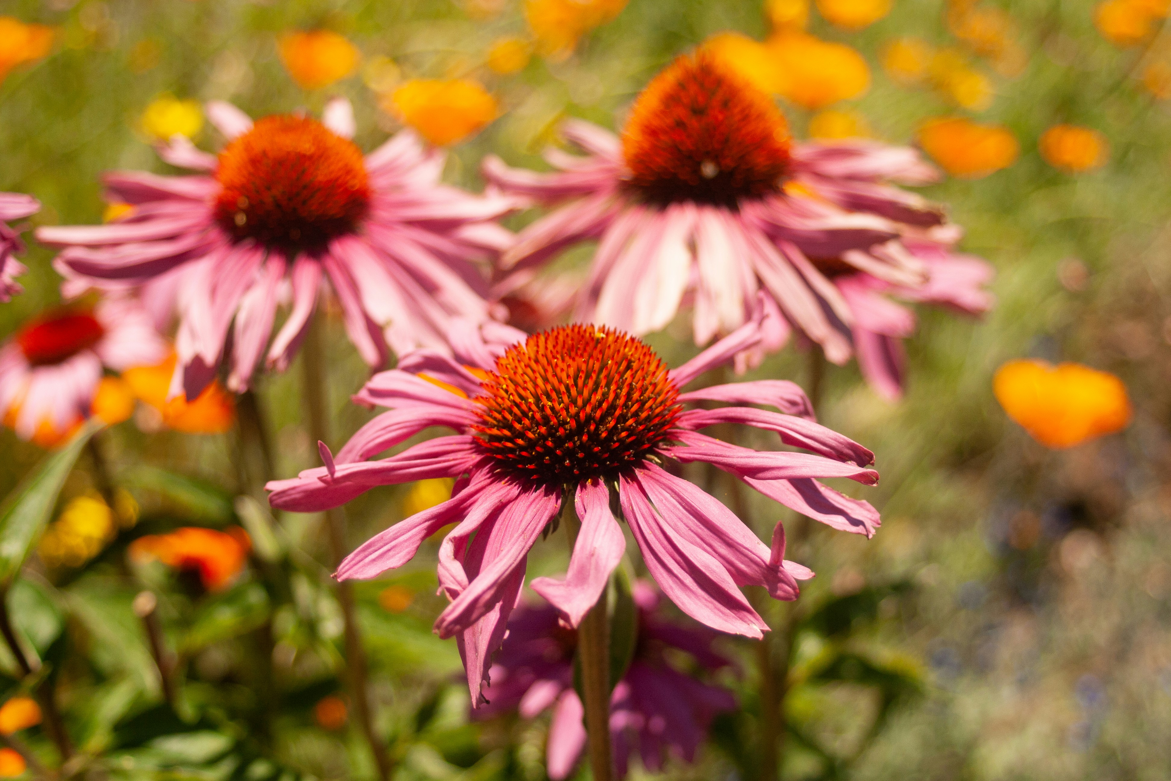 Photo by stephwubben