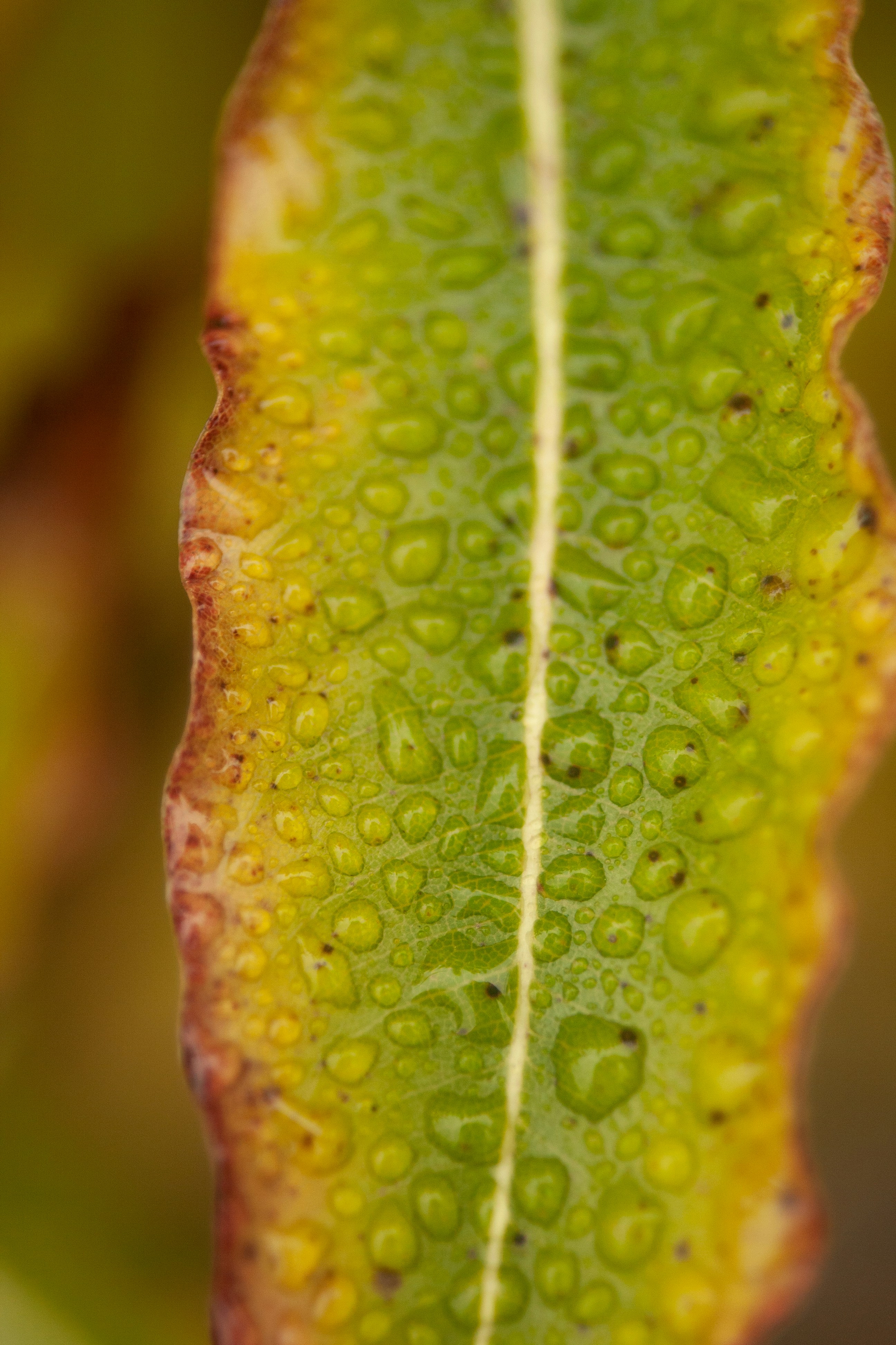 Photo by stephwubben