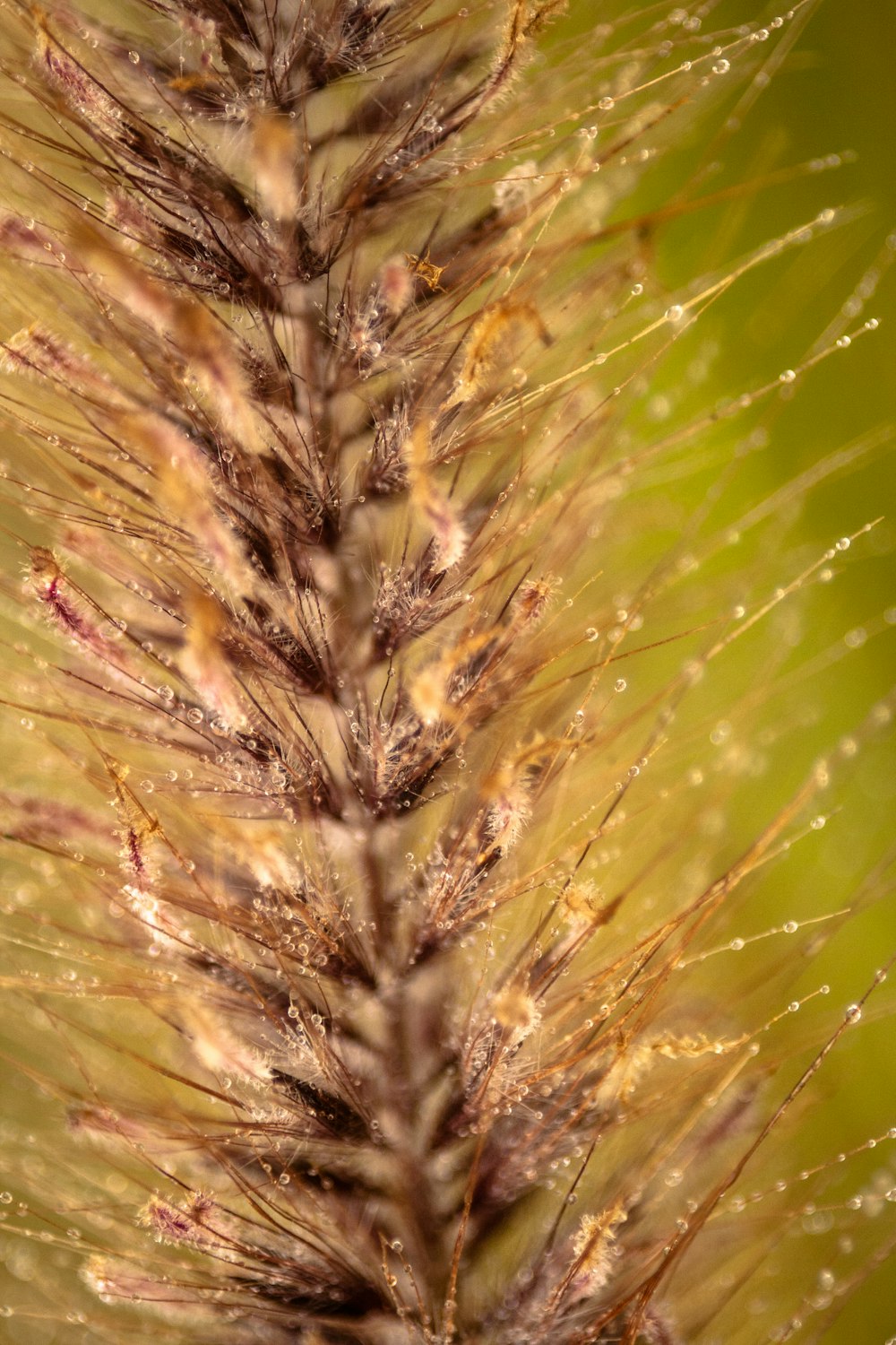 a close up of a plant