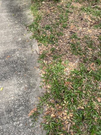 A newly poured concrete sidewalk leading to a front entrance.