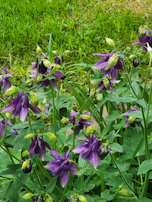 Children and adults planting a purple flower garden as a symbol of growth and recovery.