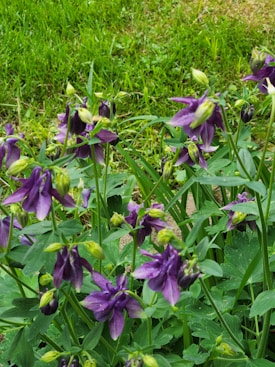 A garden with vibrant purple flowers among lush green leaves, set against a background of fresh grass. The flowers are in various stages of bloom, with some petals fully open and others still budding.