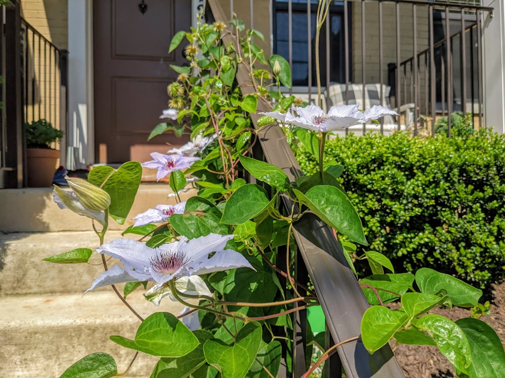 a plant with flowers