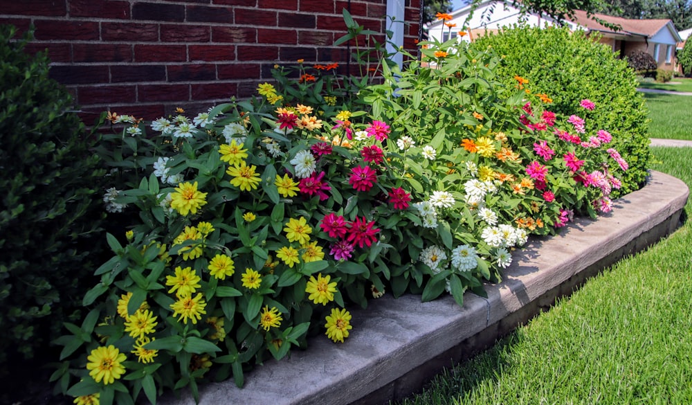 a garden with flowers