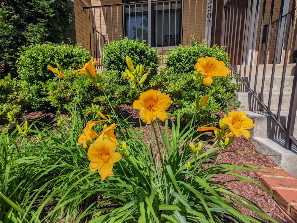 a group of yellow flowers