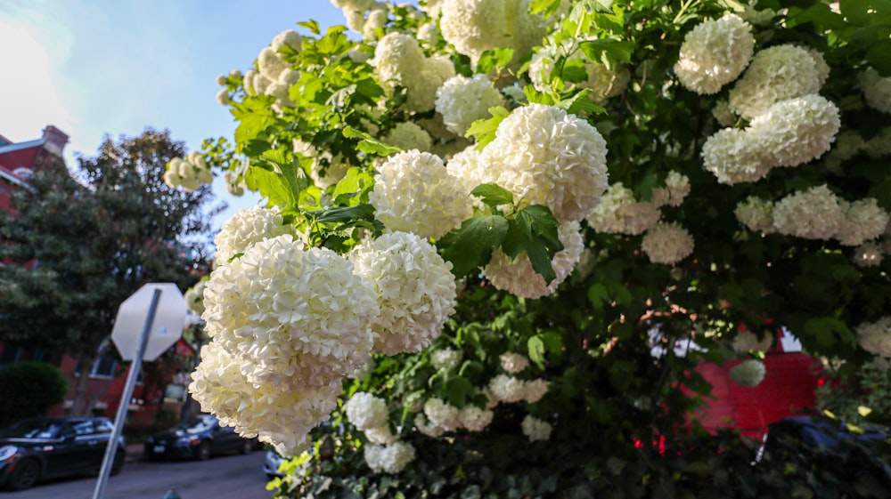 a bush with white flowers