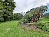 A lush green park with a unique, sprawling tree that has thick, twisted branches and spiky leaves. The tree is surrounded by a low wooden fence and grows in a well-maintained grass area. In the background, modern skyscrapers rise against a partly cloudy sky, creating a contrast between nature and urban life.