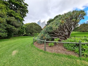 Innovative tree care techniques being applied in a park.