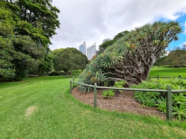 Innovative tree care techniques being applied in a park.