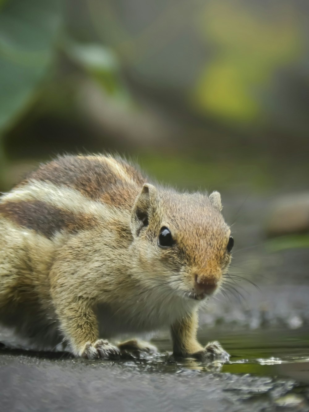 a squirrel standing on a rock