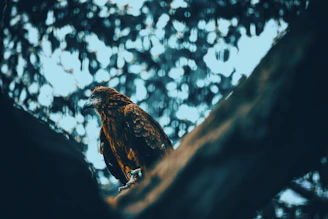 A majestic bird of prey perched on a tree branch at sunset near Kedron Wavell.