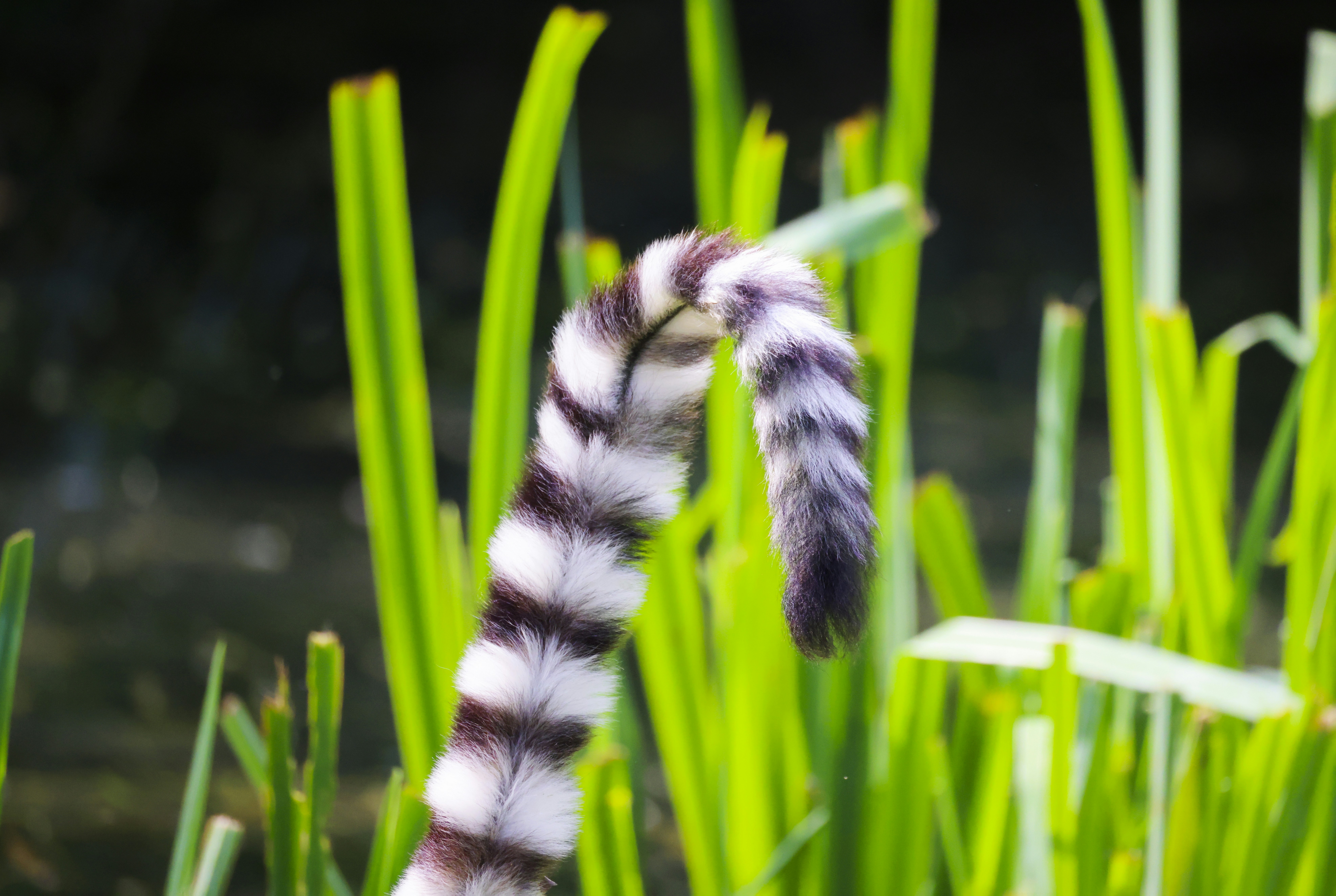 a black and white furry animal in grass