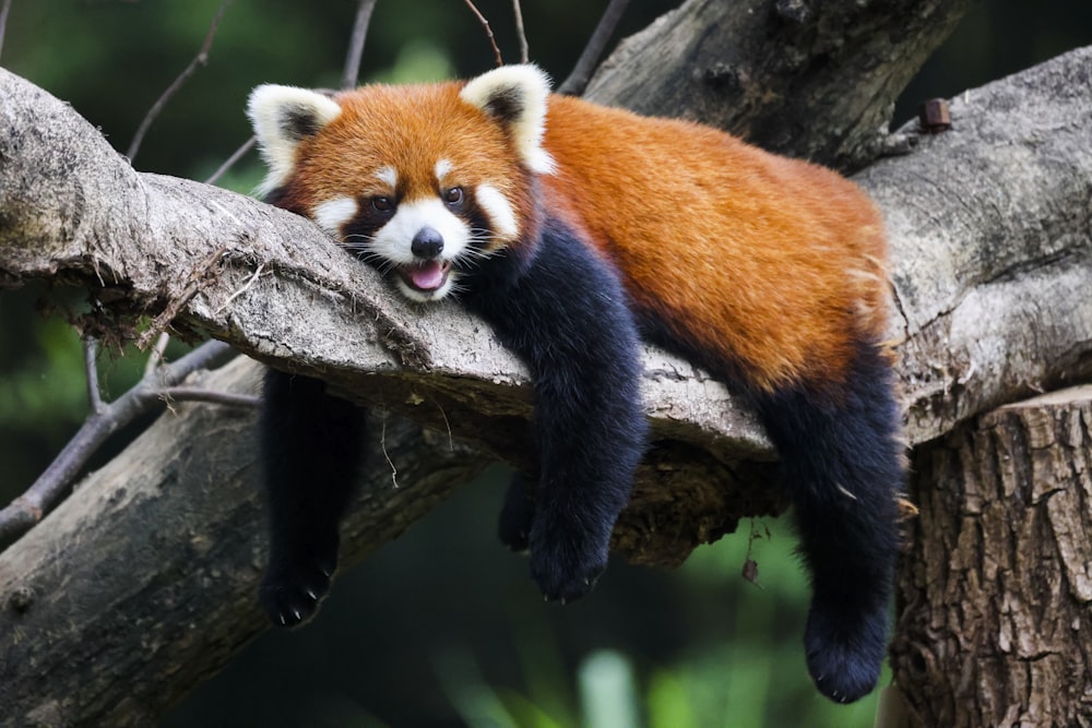 a red panda on a tree branch