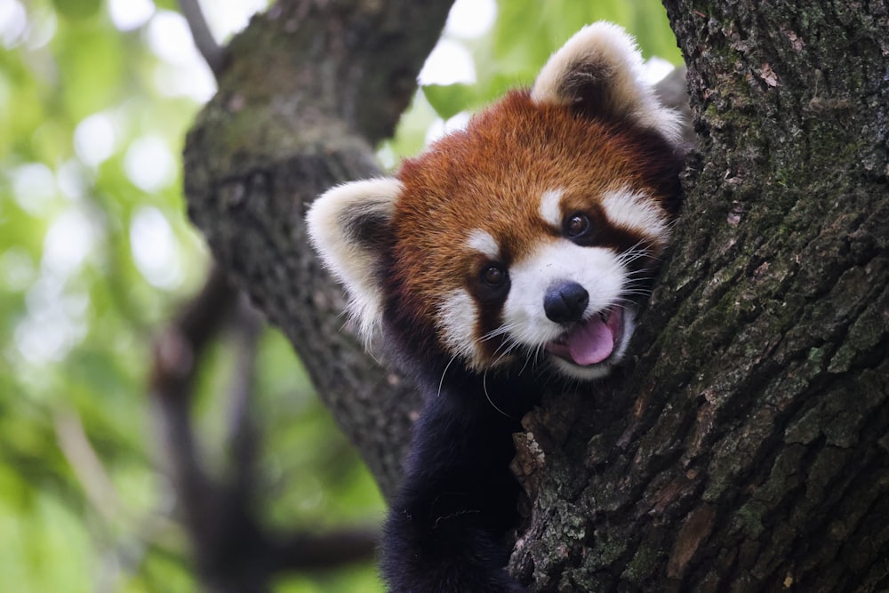 Red panda in a tree