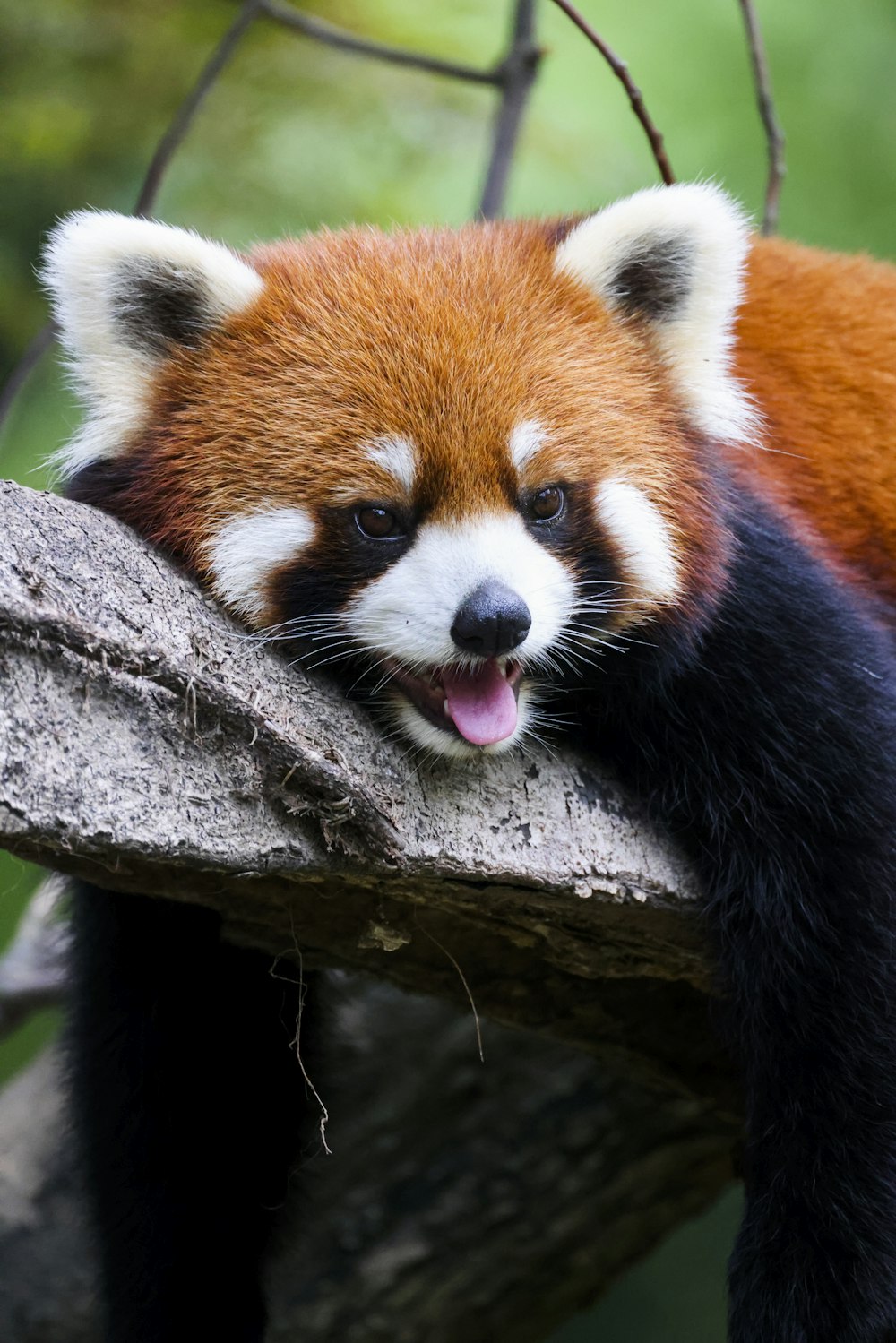 a red panda on a tree branch