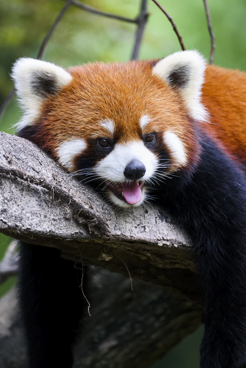 Red Panda (Ailurus fulgens)