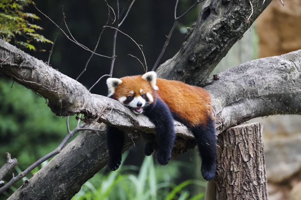 a red panda on a tree branch