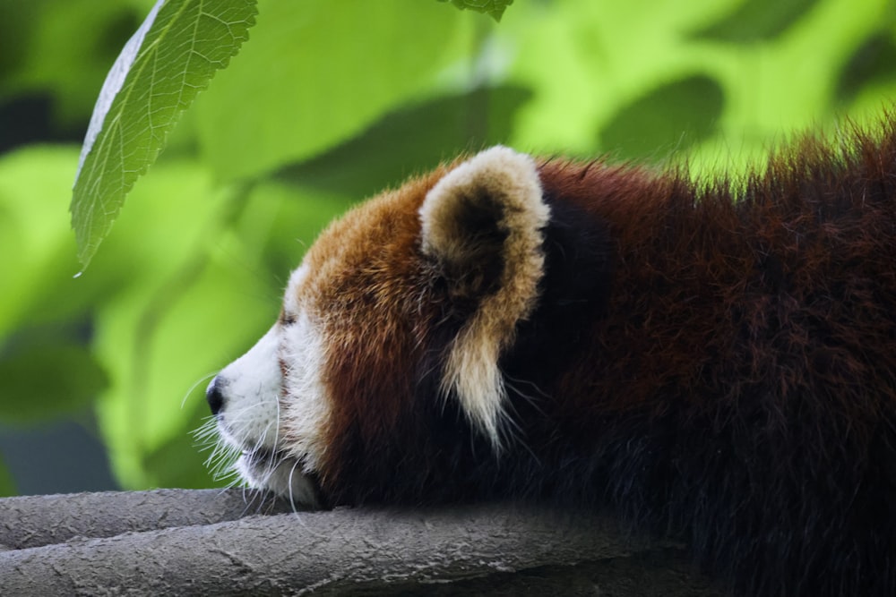 a red panda on a log
