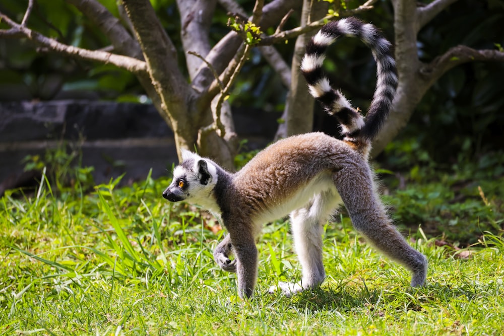 a lemur walking on grass