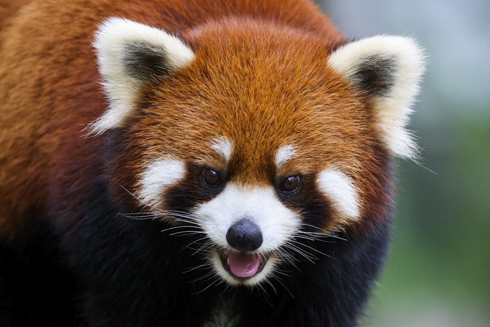 a red panda with its tongue out