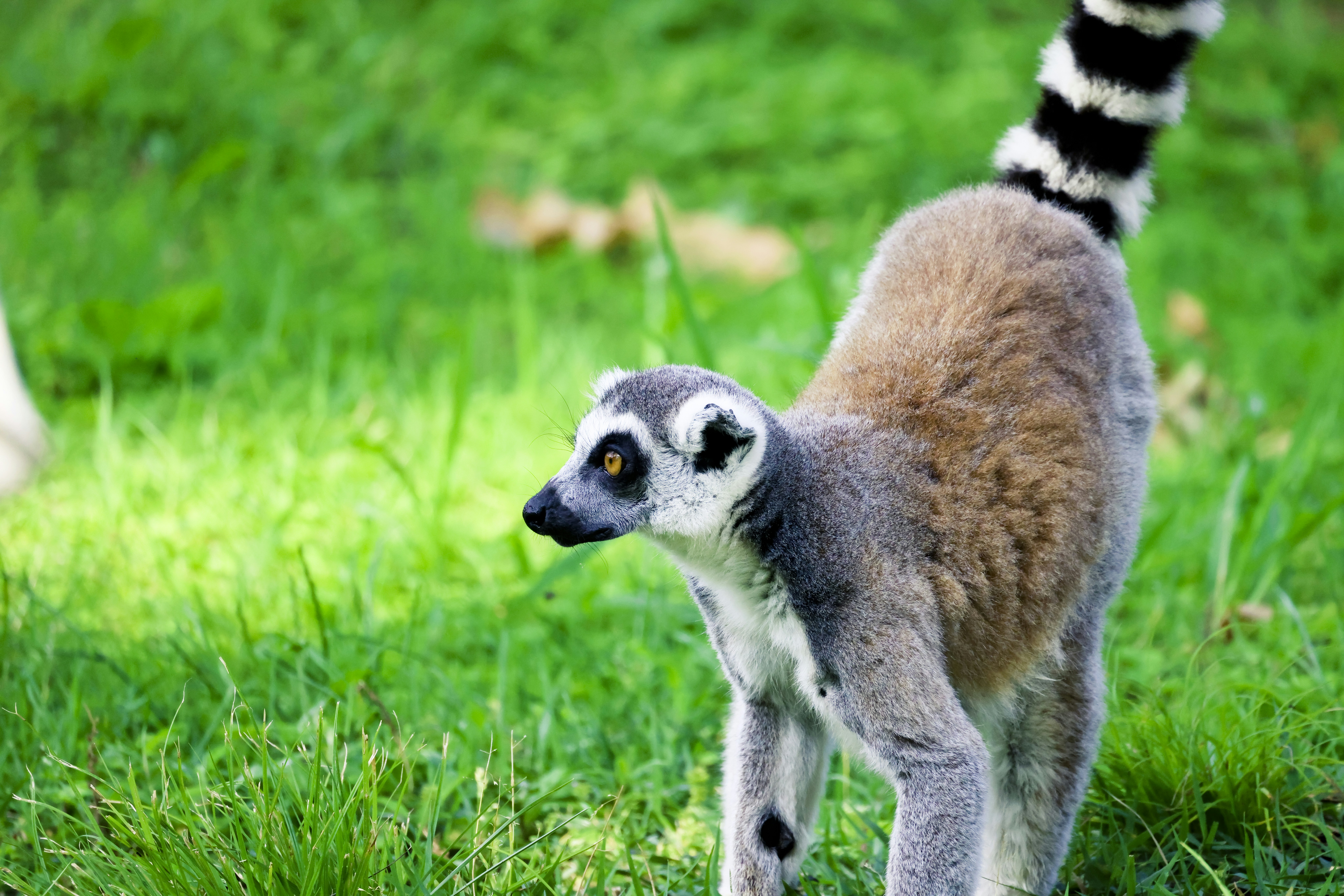 Animali Esotici e Non Detenibili in Italia, image size:3000x2001