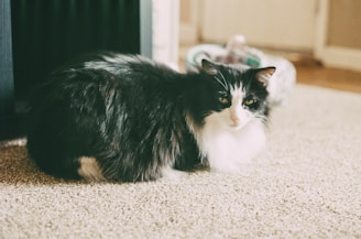 a cat lying on the carpet
