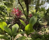 A lush rubber tree plantation with morning sunlight filtering through the leaves