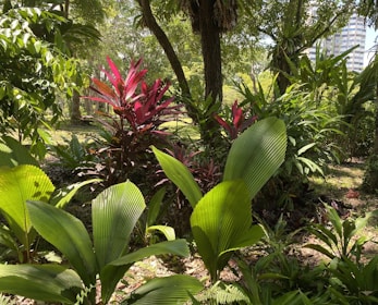 A lush rubber tree plantation with sunlight filtering through the leaves.
