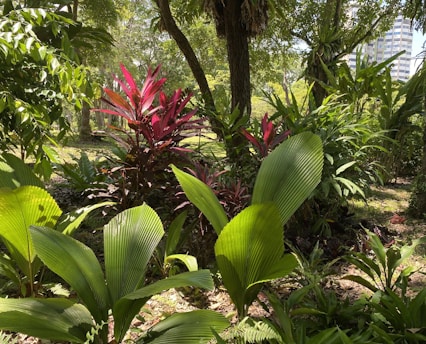 Lush tropical forest in northern Argentina with dense green foliage and bright sunlight filtering through.