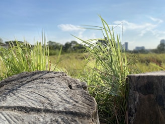 A landscape with tall grass and tree stumps in the foreground under a clear blue sky. The background includes a distant view of buildings partially obscured by greenery.