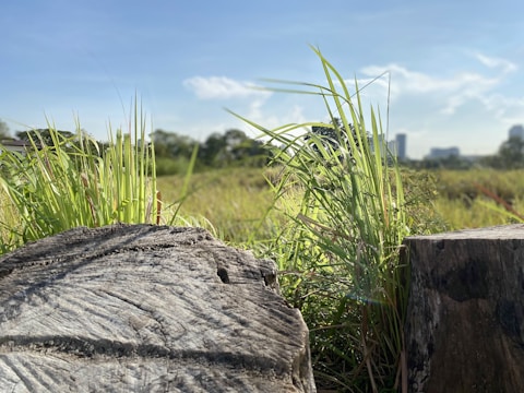 A landscape with tall grass and tree stumps in the foreground under a clear blue sky. The background includes a distant view of buildings partially obscured by greenery.