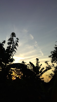 Sunset over Lombok island with coffee plants silhouetted against the sky.